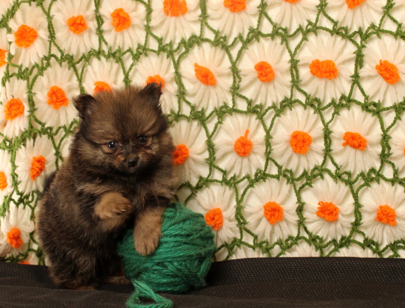 puppy, for, sale, Pomeranian, Matthew B. Stoltzfus, dog, breeder, Gap, PA, dog-breeder, puppy-for-sale, forsale, nearby, find, puppyfind, locator, puppylocator, aca